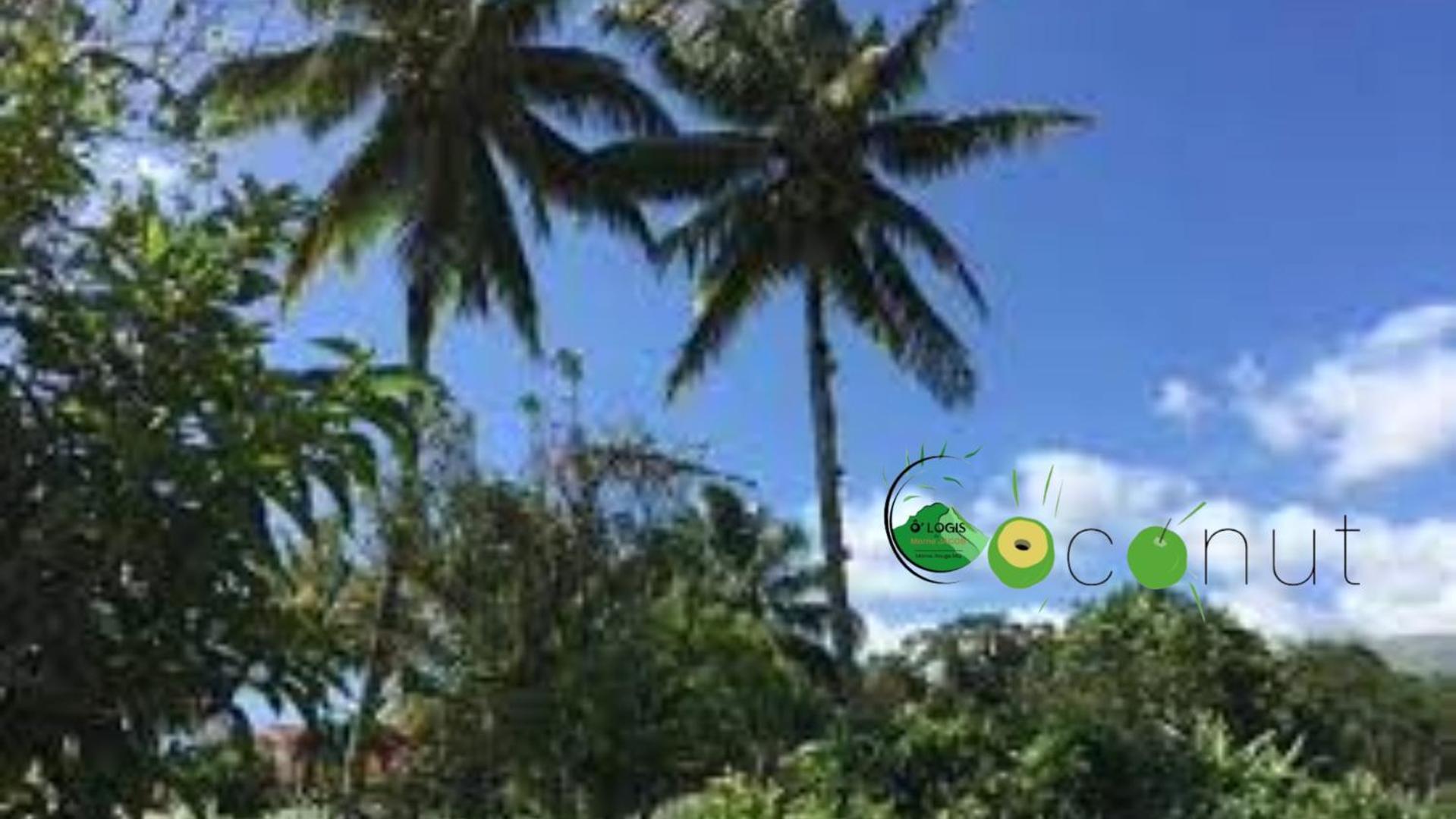 O Logis Du Morne Jacob "Coco", Le Morne-Rouge Martinique Daire Dış mekan fotoğraf