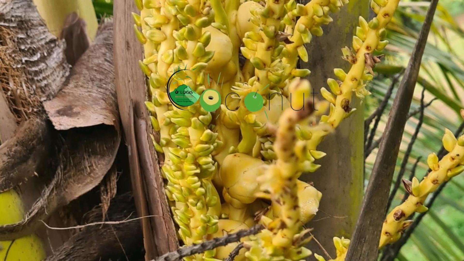 O Logis Du Morne Jacob "Coco", Le Morne-Rouge Martinique Daire Dış mekan fotoğraf